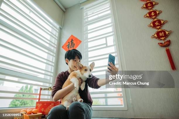 asian chinese smiling female sitting and selfie with her dog in living hall during chinese new year - chinese year of the dog stock pictures, royalty-free photos & images