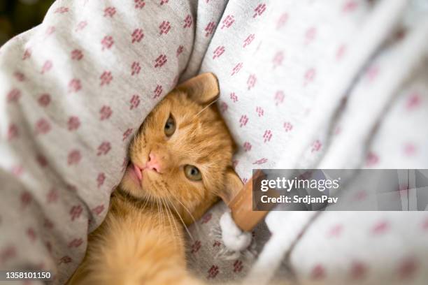 adorable cat taking selfie and enjoying the coziness of his owner hug - cat selfie stock pictures, royalty-free photos & images