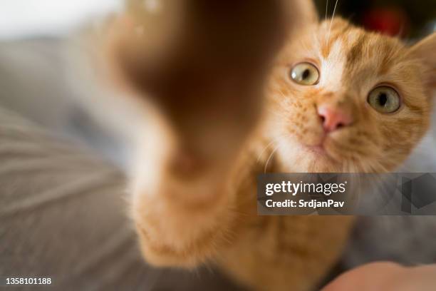 neugieriges kätzchen, dessen pfoten die kamera berühren - raubkatze stock-fotos und bilder