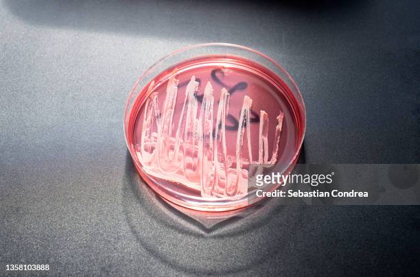 high angle view of petri dish on table against black background - - epidemiology research stock pictures, royalty-free photos & images
