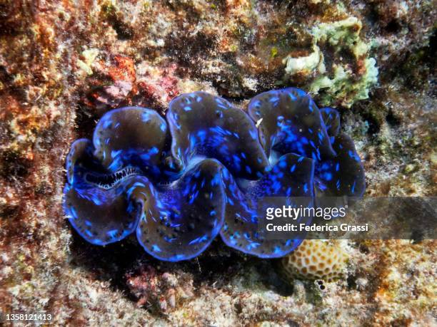 blue tridacna clam or giant clam on porites coral, rannalhi coral reef, maldives - boring clam stock pictures, royalty-free photos & images