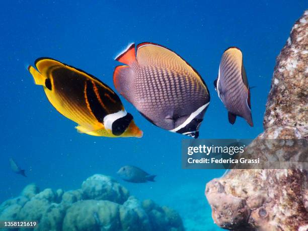 couple of redtail butterflyfish (chaetodon collare) and a raccoon butterflyfish (chaetodon lunula) - male maldives ストックフォトと画像