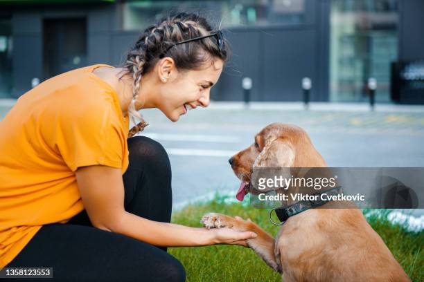 cute girl and her dog spending day together and having fun in the public park - pet equipment stock pictures, royalty-free photos & images