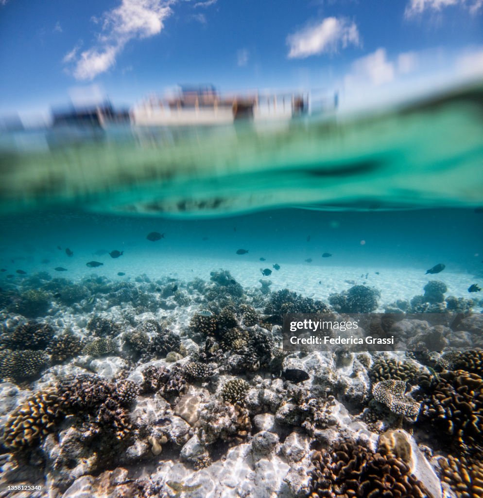 Split-level view with Finger Coral (Acropora) in Maldivian Lagoon at Low Tide