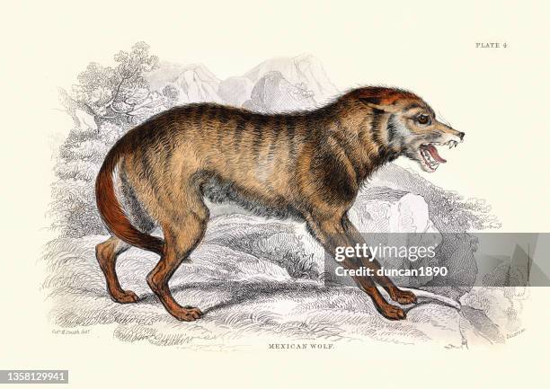 mexican wolf, canis lupus baileyi, or lobo a subspecies of gray wolf, wildlife art - lobo 幅插畫檔、美工圖案、卡通及圖標