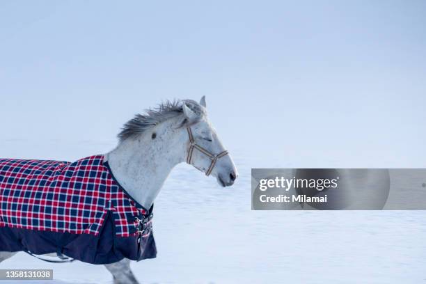 white horse wearing rug during a winter. finland, europe. - horse blanket stockfoto's en -beelden