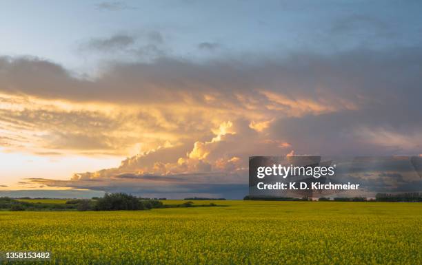 a canola field at sunset after a storm - saskatoon 個照片及圖片檔