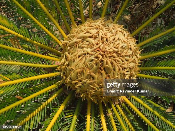 sago palm plant with shiny dark green leaves and bright yellow bones looking majestic. cycas revoluta. cycadaceae family. - cycad stock pictures, royalty-free photos & images