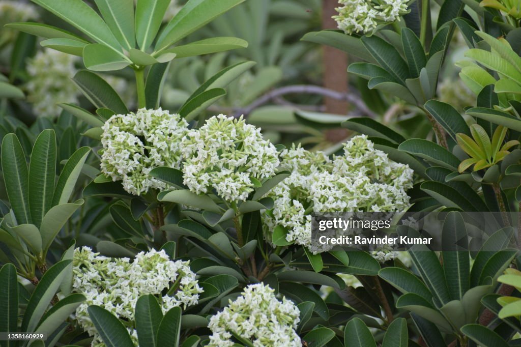 Numerous clusters of small, attractive white fragrant flowers of Devil's Tree. Alstonia scholaris. Apocynaeceae family.