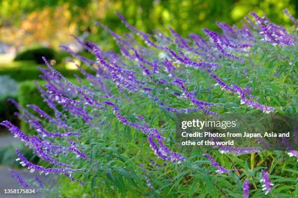 mexican bush sage / salvia leucantha - mexican bush sage stock pictures, royalty-free photos & images