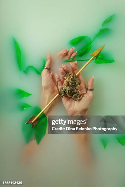princess and a frog, hands with arrow, frog and water lilies - woman frog hand stockfoto's en -beelden