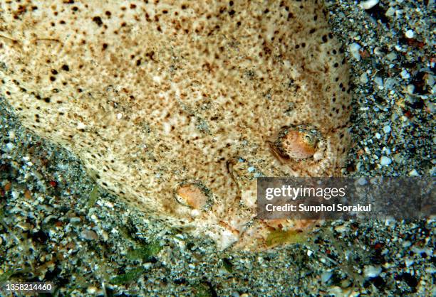 close up face of the stargazer fish (astroscopus guttatus)bury itself in the sand in marsa alam, egypt - stargazer fish stock pictures, royalty-free photos & images