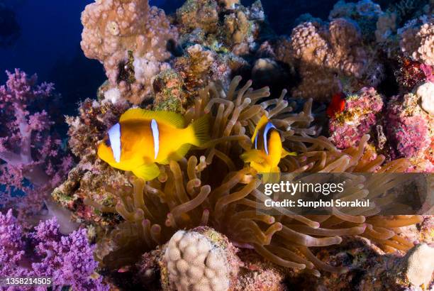 two red sea anemonefish (amphiprion bicinctus) in the tentacles of a sea anemone in marsa alam, egypt - marsa alam stock pictures, royalty-free photos & images