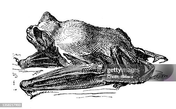 antique illustration: noctule (nyctalus noctula) - noctule bat stock illustrations