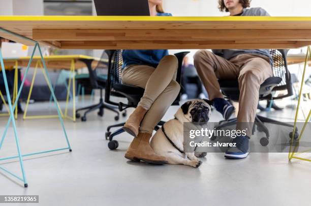 mopshund unter dem schreibtisch neben jungen start-up-arbeitern - office legs stock-fotos und bilder