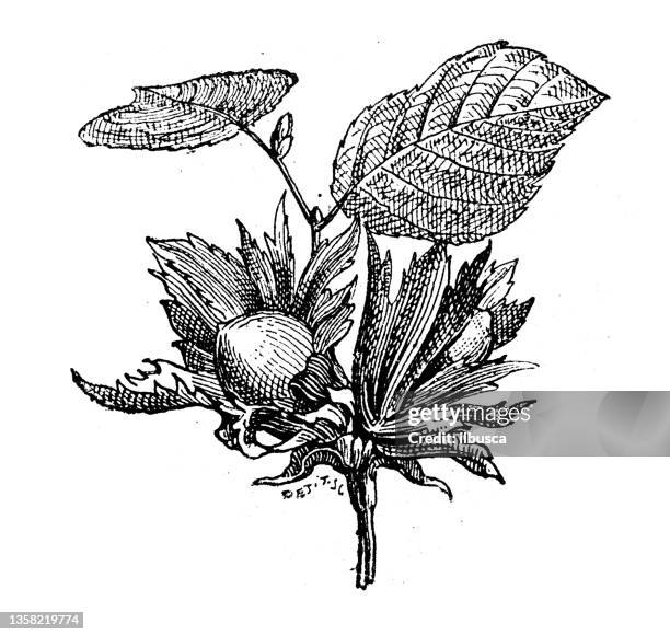 antique illustration: hazel tree - hazelnut tree stock illustrations