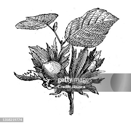 Antique illustration: Hazel tree Antique illustration: Hazel tree