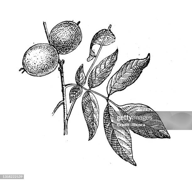 antike illustration: walnussbaum - walnuss stock-grafiken, -clipart, -cartoons und -symbole