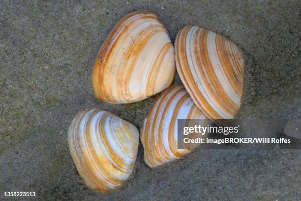 Macoma Shells 12 Macoma Stock Photos, High-Res Pictures, and Images - Getty Images