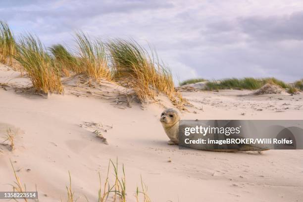 seal in the dunes on the north sea, island, spiekeroog, lower saxony, germany - knubbsäl bildbanksfoton och bilder
