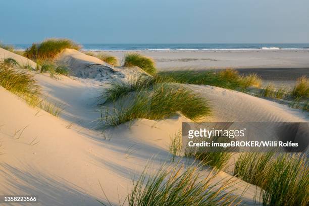 sunrise in the dunes on the north sea, spiekeroog, lower saxony, germany - spiekeroog photos et images de collection