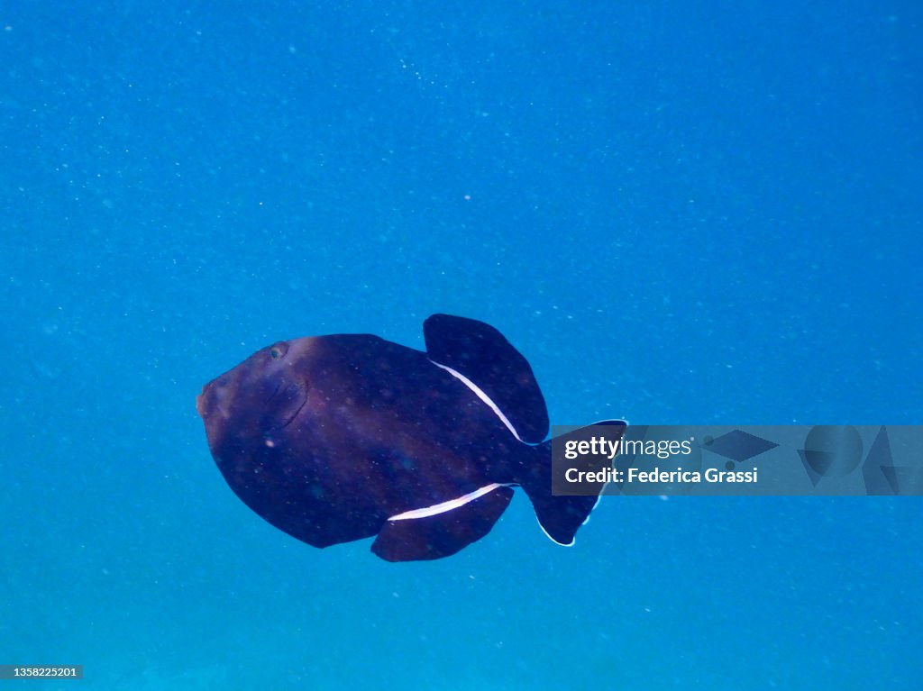 Black Triggerfish or Black Durgon (Melichthys niger)