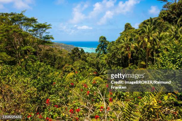 jungle, jardin du roi, seychelles, victoria, mahe, seychelles - victoria seychelles fotografías e imágenes de stock