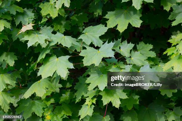 pointed maple leaves (acer platanoides) baden-wuerttemberg, germany - acer platanoides stock-fotos und bilder