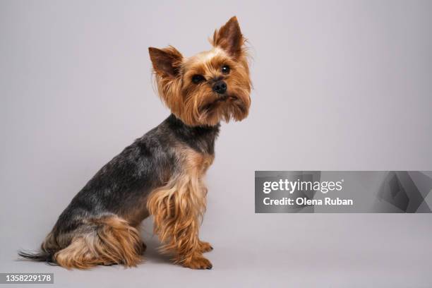 adult cute yorkshire terrier sitting on gray background. - perro faldero fotografías e imágenes de stock