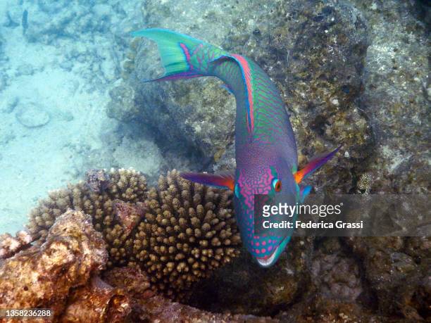 spotted parrotfish (cetoscarus ocellatus or scarus ocellatus) and checkerboard wrasse (halichoeres hortulanus) on maldivian reef - male imagens e fotografias de stock