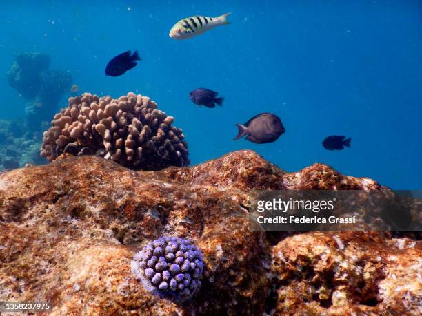 sixbar wrasse and surgeonfish on maldivian coral reef, rannalhi island - staghorn coral stock pictures, royalty-free photos & images