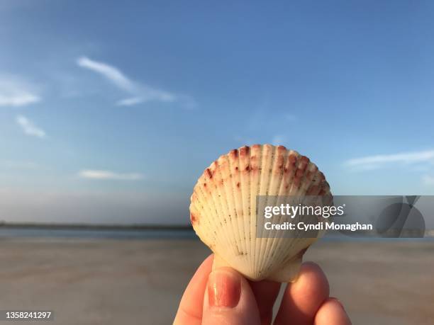 Shell Using Hand Lesn Hand Holding Shell Photos and Premium High Res Pictures - Getty Images