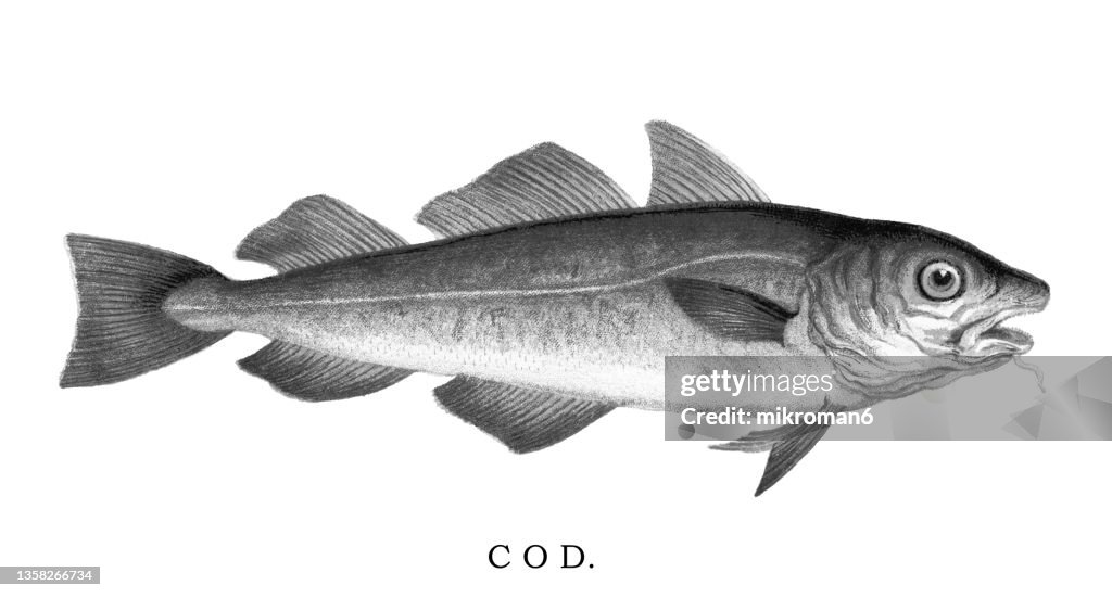 Historical Cod Fish Old Chromolithograph Illustration Of Cod Fish High-Res Stock Photo ...