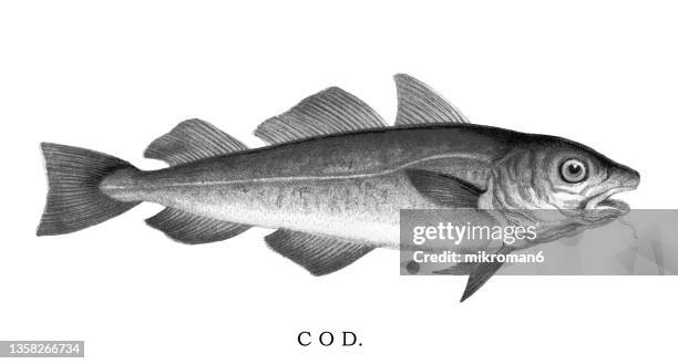8,794 Cod Fish Stock Photos, High-Res Pictures, and Images - Getty Images