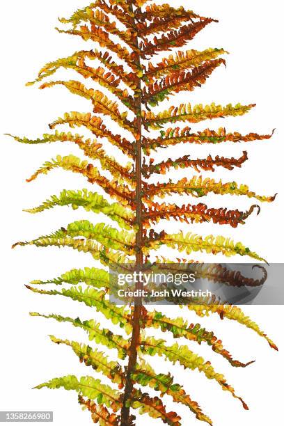 fern, hardy ferns, dryopteris filix-mas 'crispata' - crispata stock pictures, royalty-free photos & images
