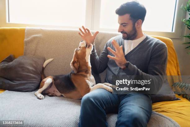 hombre caucásico juguetón jugando con su perro beagle en el sofá - ladrando fotografías e imágenes de stock