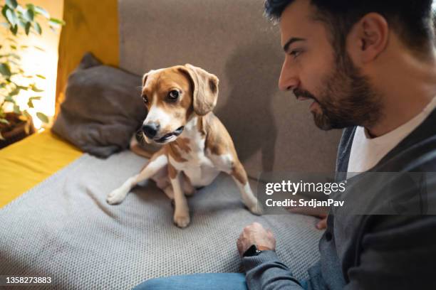 caucasian man scolding his mischief beagle dog - angry dog stock pictures, royalty-free photos & images