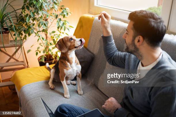 beagle dog waiting for a treat - man waiting couch stock pictures, royalty-free photos & images