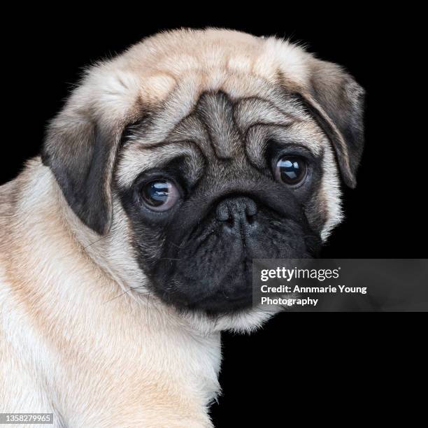 closeup of an adorable pug puppy - puppy eyes stock pictures, royalty-free photos & images