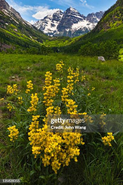 wild flowers and maroon bells - elk photos et images de collection