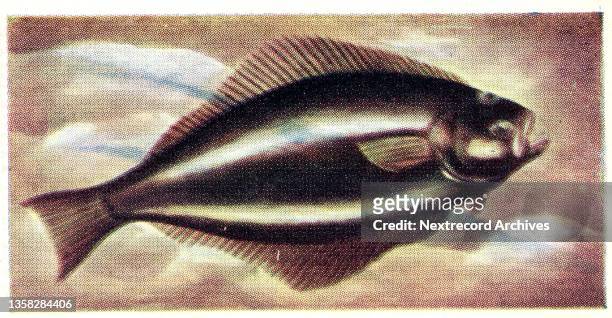 Collectible illustrated trade card from the 'Fish We Eat' series, published in 1954 by the British Whitefish Authority, depicting halibut .