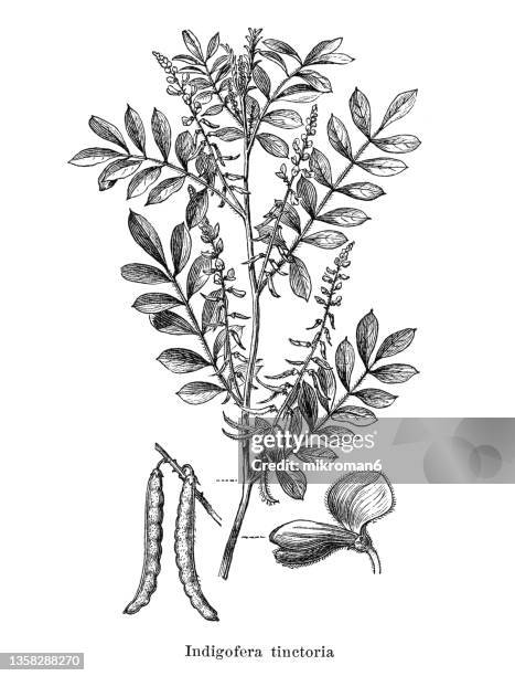 old engraved illustration of true indigo plant (indigofera tinctoria) - indigofera tinctoria stock pictures, royalty-free photos & images