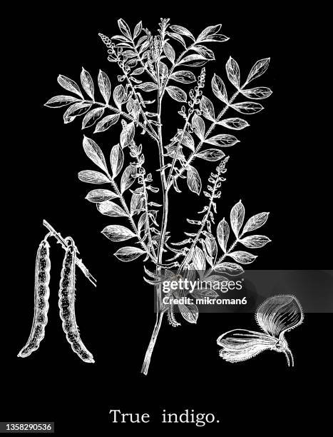 old engraved illustration of true indigo plant (indigofera tinctoria) - indigofera tinctoria stock pictures, royalty-free photos & images
