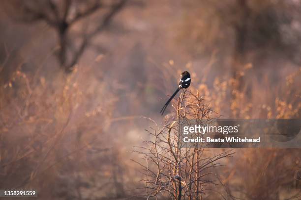 long-tailed widowbird (euplectes progne) - mourning stock-fotos und bilder
