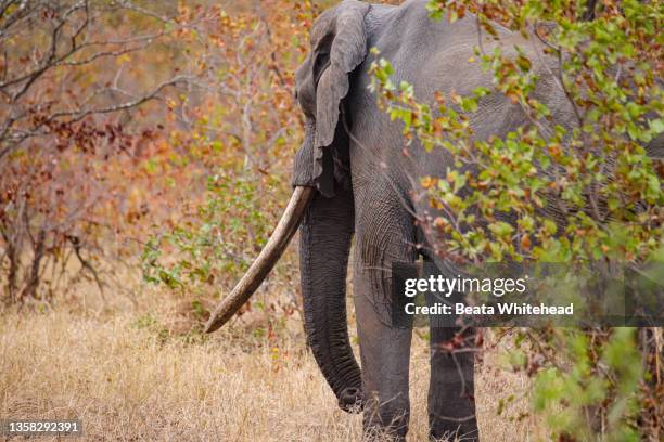 african elephant (loxodonta) - posh people with big teeth stock-fotos und bilder