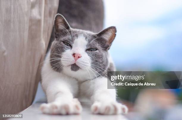 cute cat stretching on a balcony - grey kitten stock pictures, royalty-free photos & images