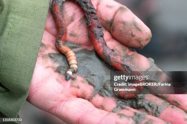 lugworm (arenicola marina), shown on hand during mudflat walk, lower saxony wadden sea national park, lower saxony, germany - mud flat stock pictures, royalty-free photos & images