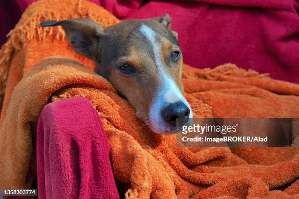 resting male galgo wrapped in blankets, covered male podenco, male resting under blankets, spain - galgo stock pictures, royalty-free photos & images