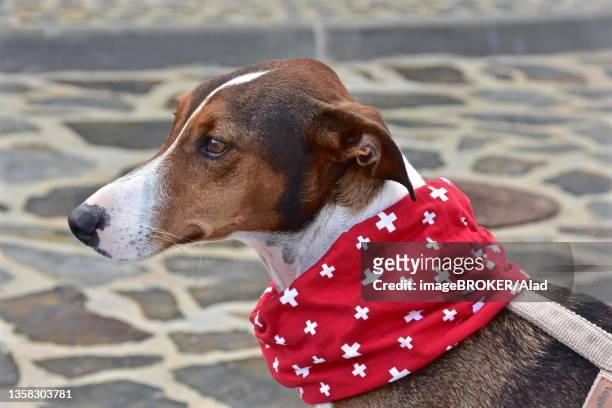 brown and white spotted male galgo poden wearing swiss neckerchief, dog with neckerchief and swiss cross, spain - galgo stock pictures, royalty-free photos & images