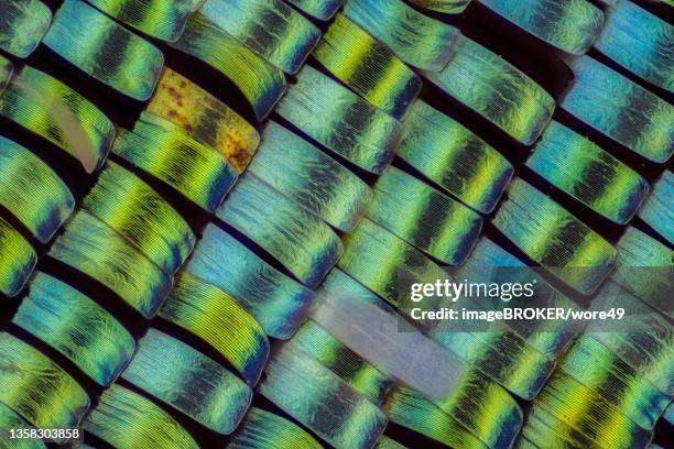 wing scales of urania rhipheus, macro photo, magnification abm 101, hesse, germany - sunset moth stock-fotos und bilder